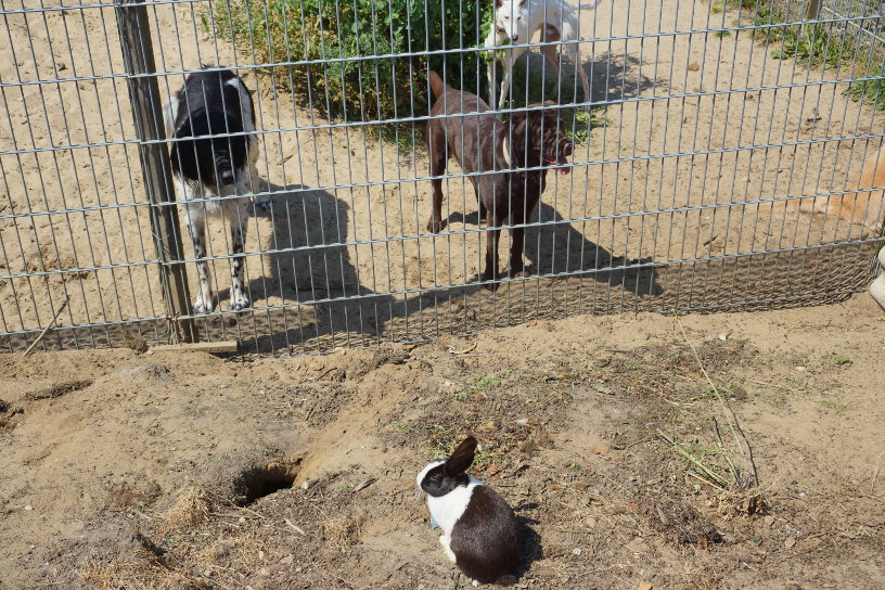 Dog-TV